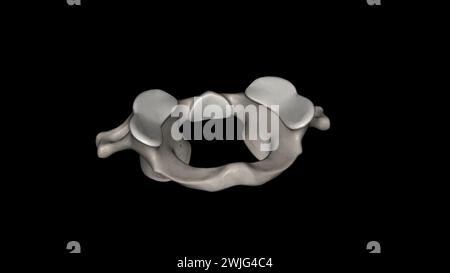 Der atlas (Plural: Atlanten) ist der erste Halswirbel, gemeinhin als C1 3D-Illustration bezeichnet Stockfoto