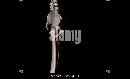 A. circumflex femoralis lateralis 3D-Darstellung Stockfoto