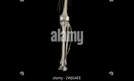 Der Nervus suralis lateralis des Plexus lumbosacralis versorgt die Haut an den hinteren und lateralen Beinoberflächen. Stockfoto