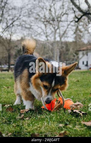 Der walisische Corgi Pembroke Tricolor spielt im Park mit einem Spielzeug. Ein Hund spaziert im Frühjahr auf dem grünen Gras Stockfoto