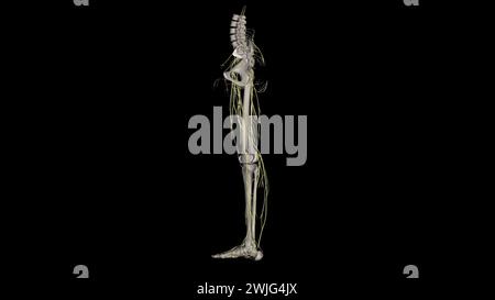 Nerven des Plexus femoralis, lateral, lumbalis. Stockfoto