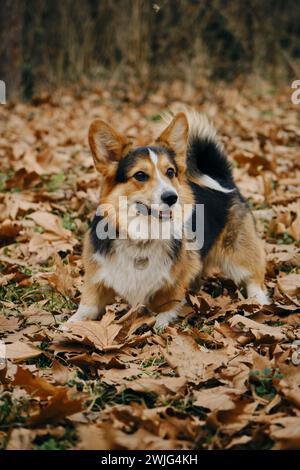 Der charmante Welsh Corgi Pembroke Tricolor spielt im Herbstpark mit gefallenen Blättern. Ein glücklicher sorgloser Hund, fröhliche Stimmung Stockfoto