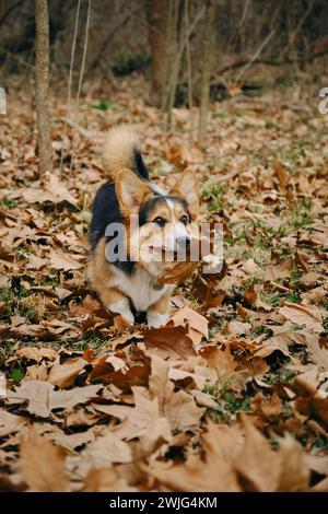 Der charmante Welsh Corgi Pembroke Tricolor spielt im Herbstpark mit gefallenen Blättern. Ein glücklicher sorgloser Hund, fröhliche Stimmung Stockfoto