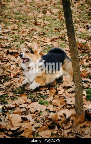 Der charmante Welsh Corgi Pembroke Tricolor spielt im Herbstpark mit gefallenen Blättern. Ein glücklicher sorgloser Hund, fröhliche Stimmung Stockfoto