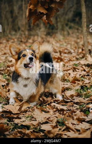 Der charmante Welsh Corgi Pembroke Tricolor spielt im Herbstpark mit gefallenen Blättern. Ein glücklicher sorgloser Hund, fröhliche Stimmung Stockfoto