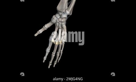 Das tiefe transversale Metakarpalband verbindet die palmaren Oberflächen der Metakarpophalangealgelenke aller Finger der Hand mit Ausnahme des Daumens 3d Stockfoto