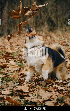 Der charmante Welsh Corgi Pembroke Tricolor Jumping im Herbstpark mit gefallenen Blättern. Ein glücklicher sorgloser Hund, fröhliche Stimmung Stockfoto