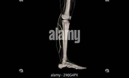 Der Nervus suralis lateralis des Plexus lumbosacralis versorgt die Haut an den hinteren und lateralen Beinoberflächen. Stockfoto