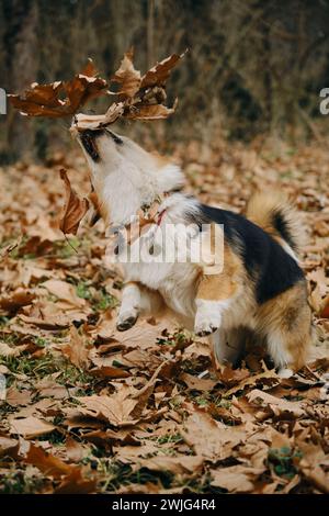 Der charmante Welsh Corgi Pembroke Tricolor Jumping im Herbstpark mit gefallenen Blättern. Ein glücklicher sorgloser Hund, fröhliche Stimmung Stockfoto