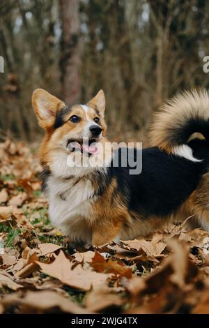 Der charmante Welsh Corgi Pembroke Tricolor spielt im Herbstpark mit gefallenen Blättern. Ein glücklicher sorgloser Hund, fröhliche Stimmung Stockfoto