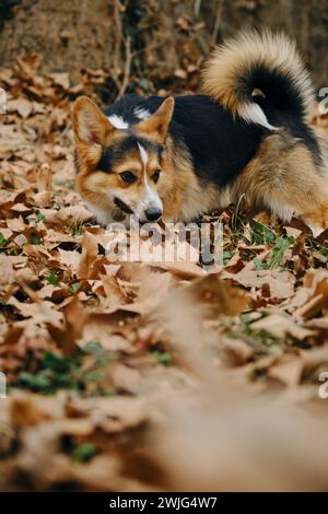 Der charmante Welsh Corgi Pembroke Tricolor spielt im Herbstpark mit gefallenen Blättern. Ein glücklicher sorgloser Hund, fröhliche Stimmung Stockfoto