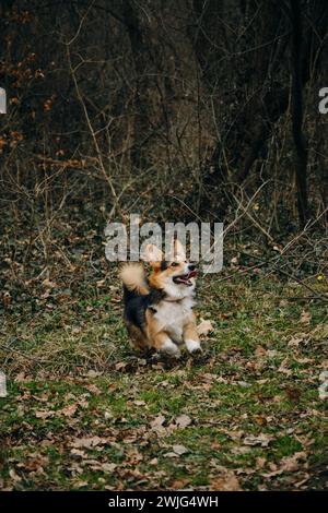 Walisischer Corgi Pembroke Trikolore Spaziergänge in den Wäldern im frühen Frühjahr. Ein kleiner Schäferhund mit einem lustigen Gesicht und einer hervorstehenden Zunge Stockfoto