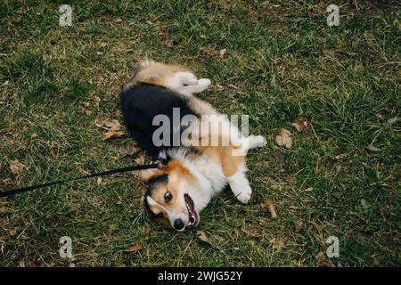 Walisischer Corgi Pembroke Trikolore spazieren im frühen Frühjahr im Park. Der Welpe legt sich auf eine Lichtung und weigert sich, nach einem Spaziergang nach Hause zu gehen. Der Eigentümer zieht den ab Stockfoto