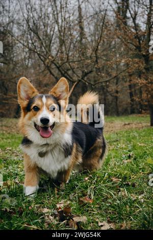 Ein Hund spaziert im Frühjahr durch den Park. Walisischer Corgi Pembroke Trikolore mit langem Schwanz. Charmanter kleiner tapferer Hirtenhund draußen. Vorderansicht Portra Stockfoto