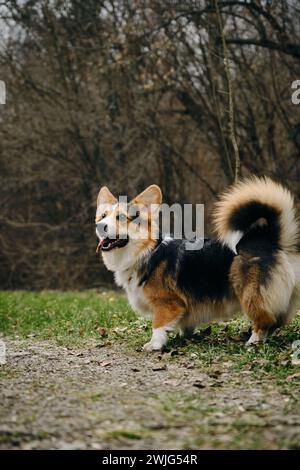 Ein Hund spaziert im Frühjahr durch den Park. Walisischer Corgi Pembroke Trikolore mit langem Schwanz. Charmanter kleiner tapferer Hirtenhund draußen Stockfoto