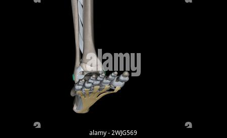 Die plantare Aponeurose ist die Modifikation der tiefen Faszie, die die einzige 3D-Abbildung abdeckt Stockfoto