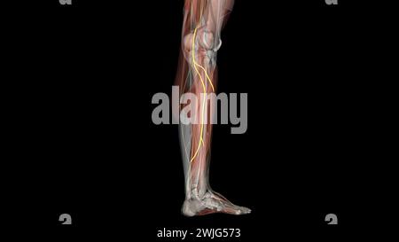 Der Nervus suralis lateralis des Plexus lumbosacralis versorgt die Haut an den hinteren und lateralen Beinoberflächen. Stockfoto