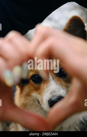 Konzept einer warmen Beziehung zwischen Haustier und Besitzer. Hände in der Nähe des Hundemündes. Weibliche Finger in Form von Herz und Gesicht Welsh Corgi pembroke Stockfoto