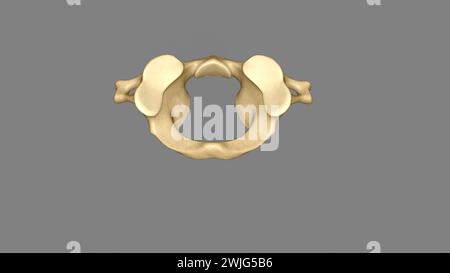 Der atlas (Plural: Atlanten) ist der erste Halswirbel, gemeinhin als C1 3D-Illustration bezeichnet Stockfoto