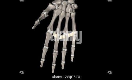 Das tiefe transversale Metakarpalband verbindet die palmaren Oberflächen der Metakarpophalangealgelenke aller Finger der Hand mit Ausnahme des Daumens 3d Stockfoto