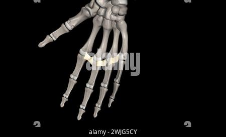 Das tiefe transversale Metakarpalband verbindet die palmaren Oberflächen der Metakarpophalangealgelenke aller Finger der Hand mit Ausnahme des Daumens 3d Stockfoto