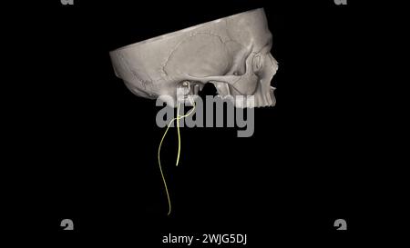 Der spinale akzessorische Nerv ist eine rein motorische Einheit. Es innerviert sowohl den Trapezmuskel als auch den sternocleidomastoiden Muskel. Stockfoto