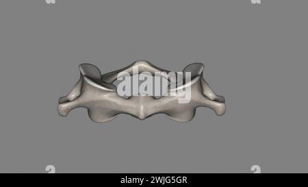 Der atlas (Plural: Atlanten) ist der erste Halswirbel, gemeinhin als C1 3D-Illustration bezeichnet Stockfoto