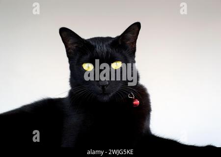 Katze, schwarz, Porträt, schwarze Katze, gelbe Augen Stockfoto