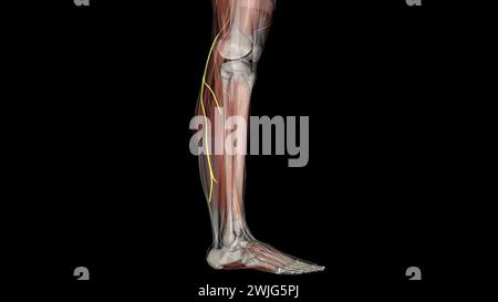 Der Nervus suralis lateralis des Plexus lumbosacralis versorgt die Haut an den hinteren und lateralen Beinoberflächen. Stockfoto