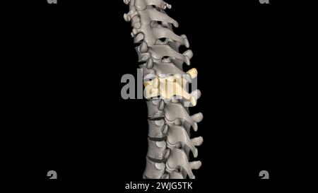 Zwölf Wirbel befinden sich in der Brustwirbelsäule und sind mit T-1 bis T-12 3D-Abbildung nummeriert Stockfoto