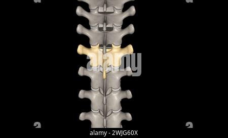 Brustwirbel, T5 zwölf Wirbel befinden sich in der Brustwirbelsäule und sind mit T-1 bis T-12 3D-Abbildung nummeriert Stockfoto