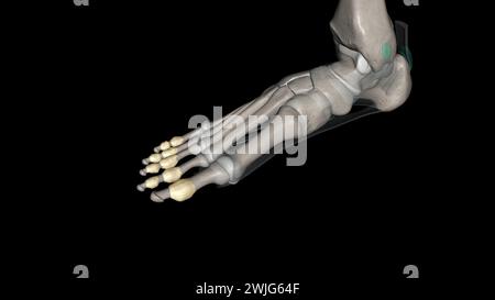 Die Interphalangealgelenke des Fußes befinden sich zwischen den Phalanxknochen der Zehen in der 3D-Abbildung der Füße Stockfoto