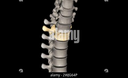 Zwölf Wirbel befinden sich in der Brustwirbelsäule und sind mit T-1 bis T-12 3D-Abbildung nummeriert Stockfoto