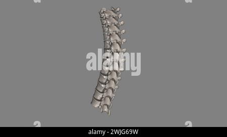Bei Wirbeltieren bilden Brustwirbel das mittlere Segment der Wirbelsäule zwischen den Halswirbeln und den Lendenwirbeln 3D illu Stockfoto