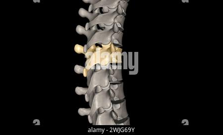 Brustwirbel, T5 zwölf Wirbel befinden sich in der Brustwirbelsäule und sind mit T-1 bis T-12 3D-Abbildung nummeriert Stockfoto