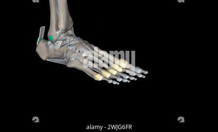 Metatarsophalangealgelenkkapsel 3d medizinisch Stockfoto