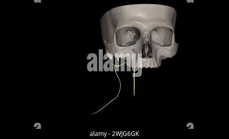 Der spinale akzessorische Nerv ist eine rein motorische Einheit. Es innerviert sowohl den Trapezmuskel als auch den sternocleidomastoiden Muskel. Stockfoto