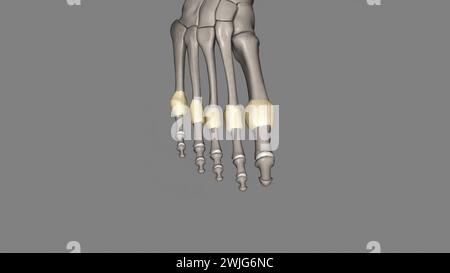 Metatarsophalangealgelenkkapsel 3d medizinisch Stockfoto