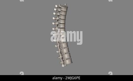 Bei Wirbeltieren bilden Brustwirbel das mittlere Segment der Wirbelsäule zwischen den Halswirbeln und den Lendenwirbeln 3D illu Stockfoto