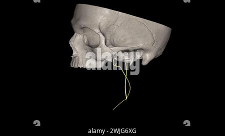 Der spinale akzessorische Nerv ist eine rein motorische Einheit. Es innerviert sowohl den Trapezmuskel als auch den sternocleidomastoiden Muskel. Stockfoto