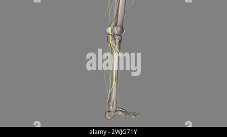 Der Nervus suralis lateralis des Plexus lumbosacralis versorgt die Haut an den hinteren und lateralen Beinoberflächen. Stockfoto