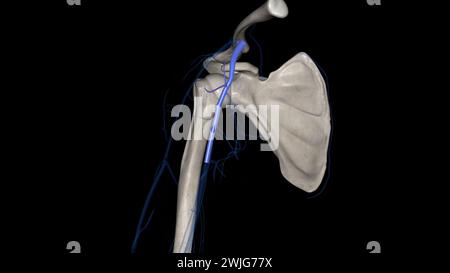 Die Vena axillaris ist eine tiefe Vene der oberen Extremität, die durch die vereinigung der Venen brachialis und basilica 3D gebildet wird Stockfoto