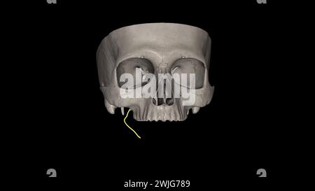 Der Nervus lingualis trägt die sensorische Innervation aus den vorderen zwei Dritteln der Zunge. Stockfoto