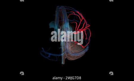 Abbildung 3D der Arteria cerebri Media ist der größte Ast und der zweite terminale Ast der Arteria carotis interna Stockfoto