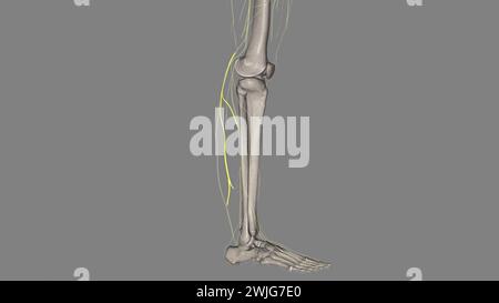 Der Nervus suralis lateralis des Plexus lumbosacralis versorgt die Haut an den hinteren und lateralen Beinoberflächen. Stockfoto