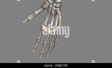 Das tiefe transversale Metakarpalband verbindet die palmaren Oberflächen der Metakarpophalangealgelenke aller Finger der Hand mit Ausnahme des Daumens 3d Stockfoto