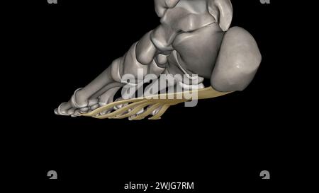 Die plantare Aponeurose ist die Modifikation der tiefen Faszie, die die einzige 3D-Abbildung abdeckt Stockfoto