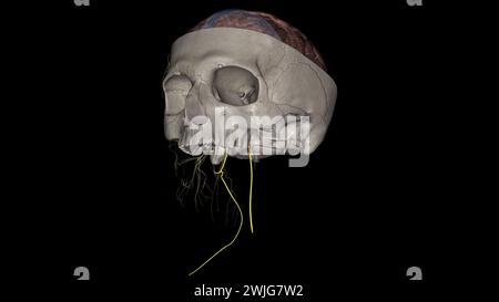 Der spinale akzessorische Nerv ist eine rein motorische Einheit. Es innerviert sowohl den Trapezmuskel als auch den sternocleidomastoiden Muskel. Stockfoto