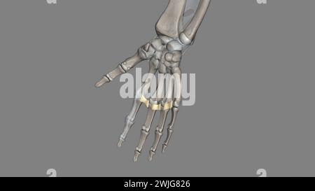 Das tiefe transversale Metakarpalband verbindet die palmaren Oberflächen der Metakarpophalangealgelenke aller Finger der Hand mit Ausnahme des Daumens 3d Stockfoto