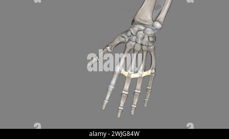 Das tiefe transversale Metakarpalband verbindet die palmaren Oberflächen der Metakarpophalangealgelenke aller Finger der Hand mit Ausnahme des Daumens 3d Stockfoto